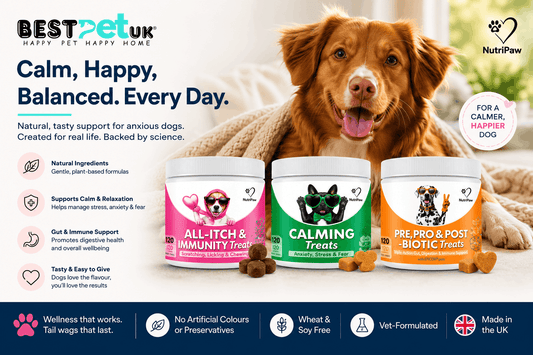 Helping Anxious Dogs in the UK with NutriPaw Calming Support: Complete Guide - BestPet Uk