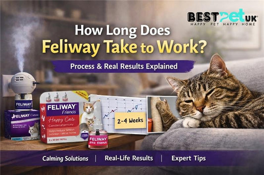 How Long Does Feliway Take to Work: Process & Results - BestPet Uk