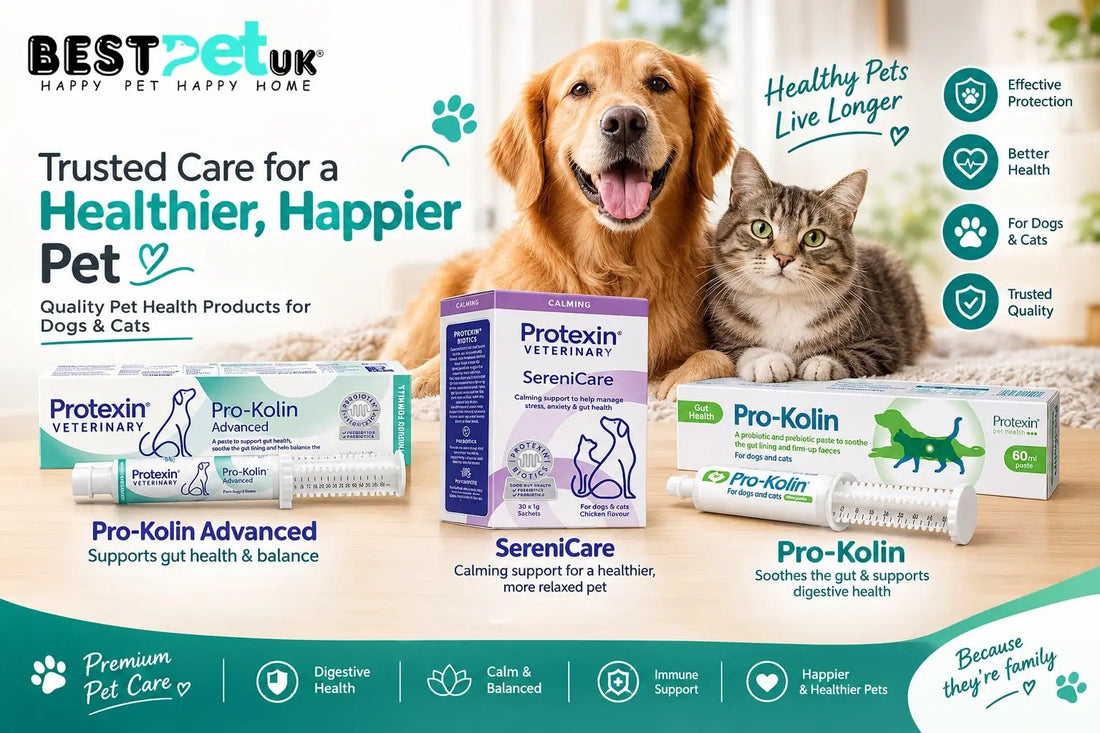 How Stress Can Affect Digestion in Dogs and Cats - BestPet Uk