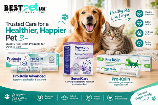 How Stress Can Affect Digestion in Dogs and Cats - BestPet Uk