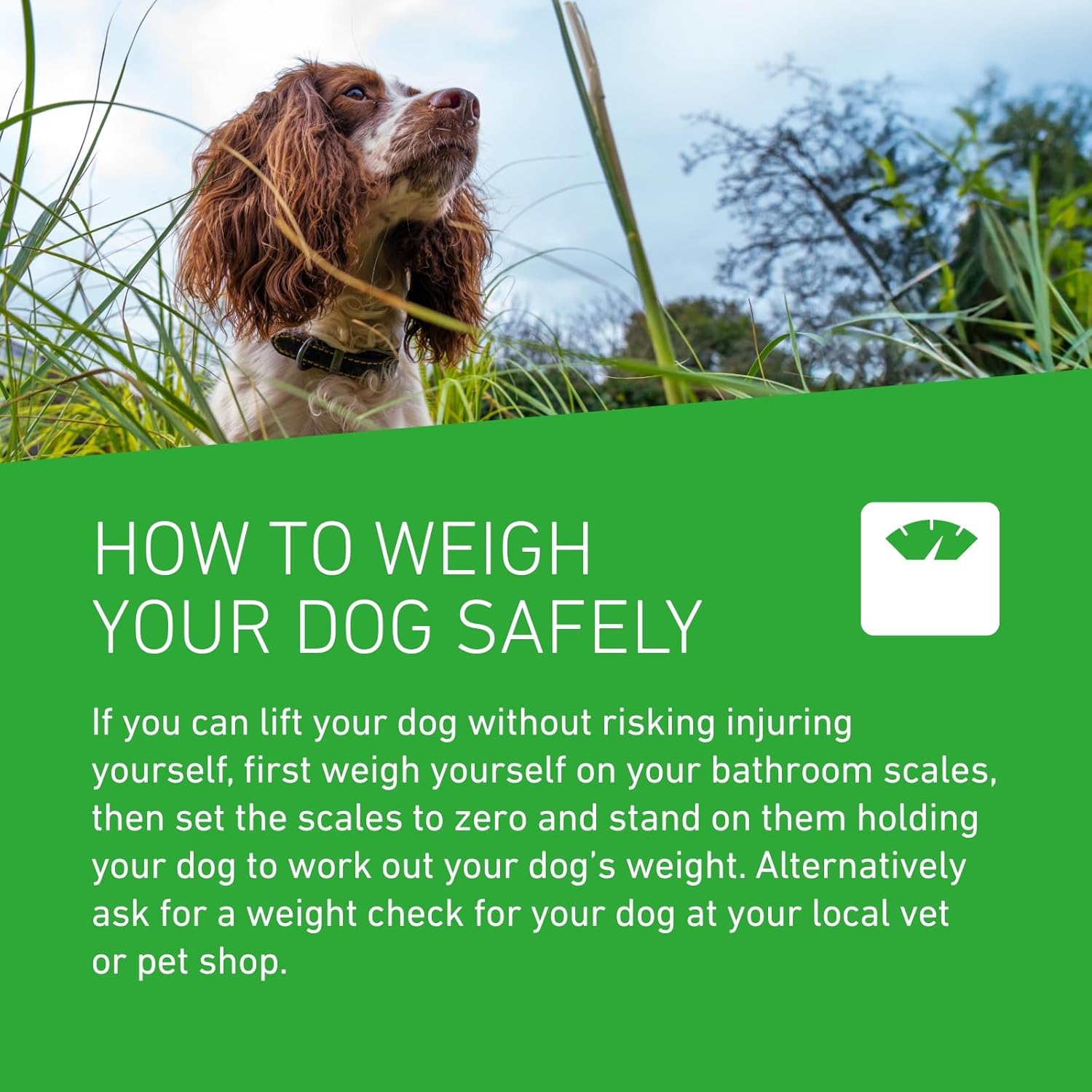 FRONTLINE Plus Flea & Tick Treatment for Extra Large Dogs (over 40 kg) - BestPet Uk