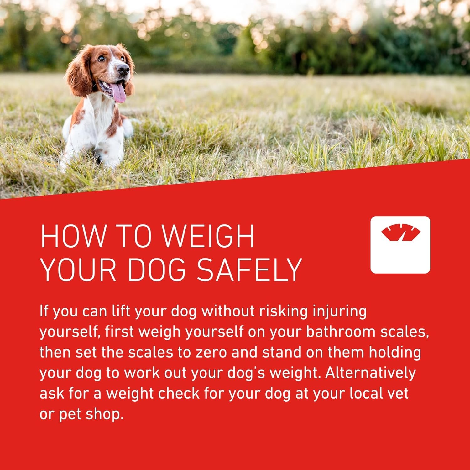 FRONTLINE WORMER - Worming Tablets for Dogs - 2 Tablets - BestPet Uk