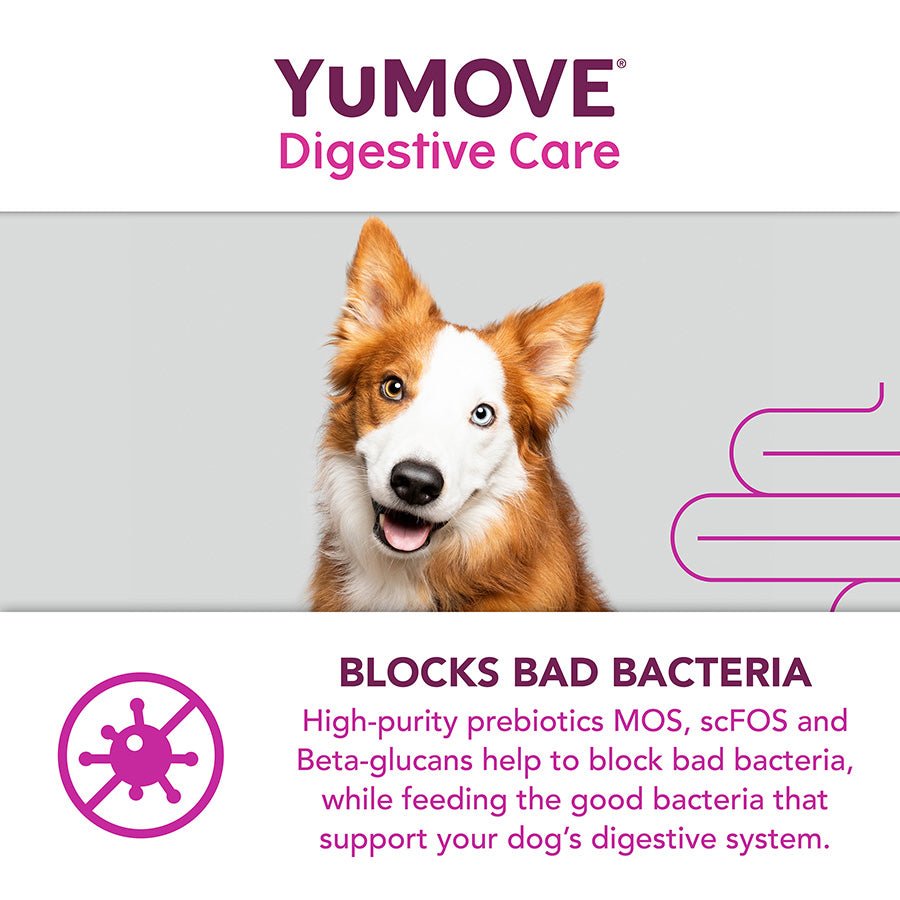 YuMOVE Digestive Care | Dog Prebiotic & Probiotic Supplement | Gut Health Support for Sensitive Digestion | 120 Tablets - BestPet Uk