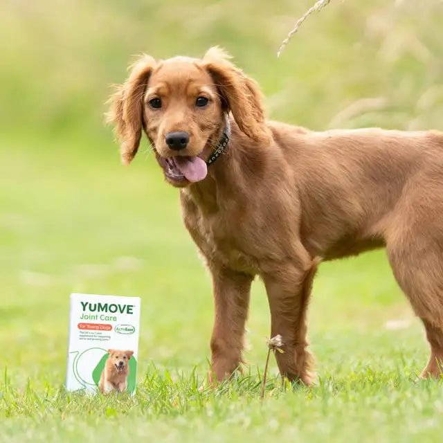 YuMOVE Joint Care for Young Dogs - BestPet Uk